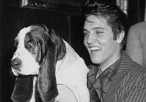 You Ain't Nothing But A Hound Dog.jpg